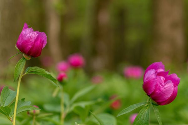 Bazsarózsák az erdőben