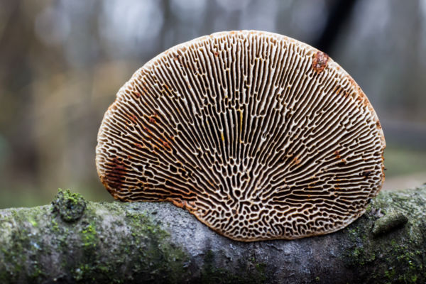 A rengeteg gyümölcse