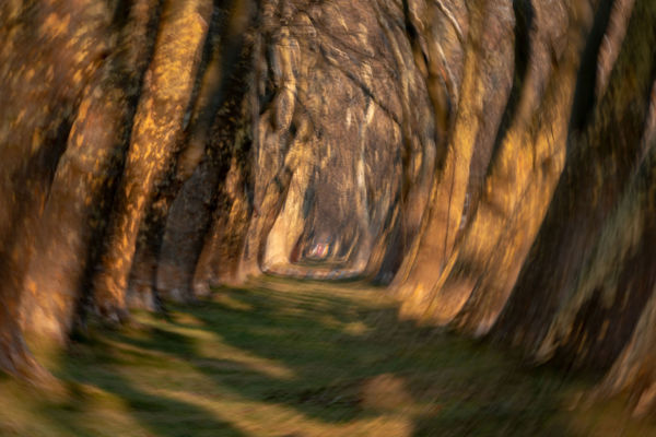 Jankovichi platánsor