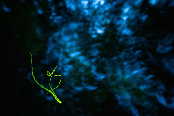 Tánc az éjszakában