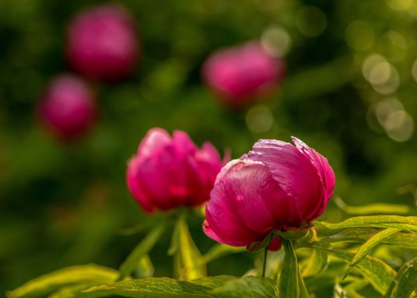 Mecsek tavaszi dísze