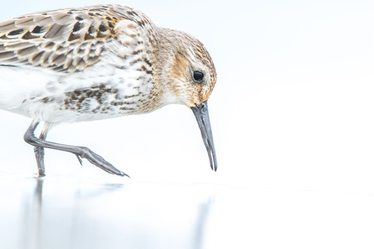 Koncz-Bisztricz Tamás