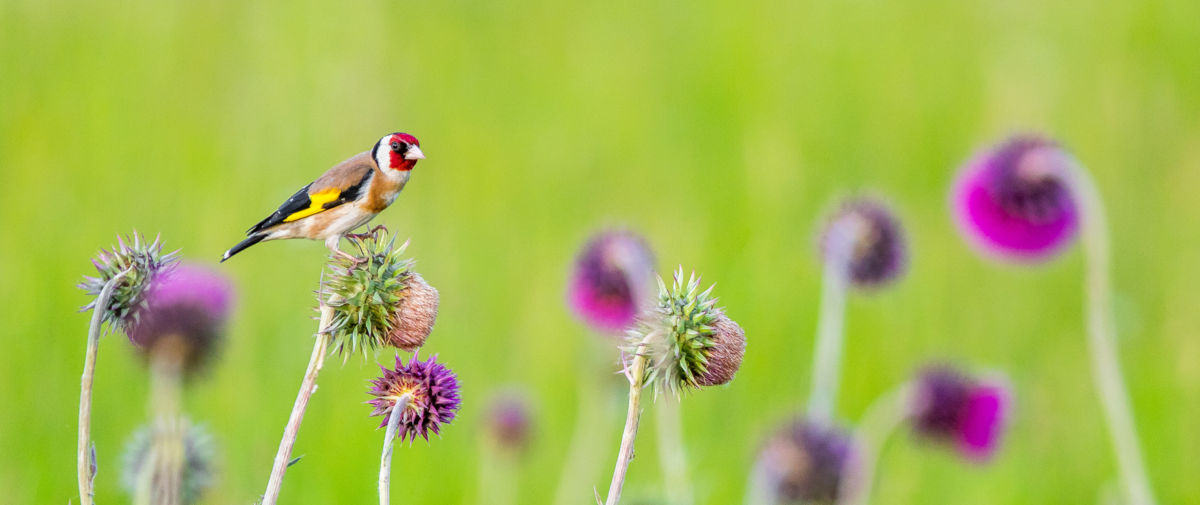 Koncz-Bisztricz Tamás