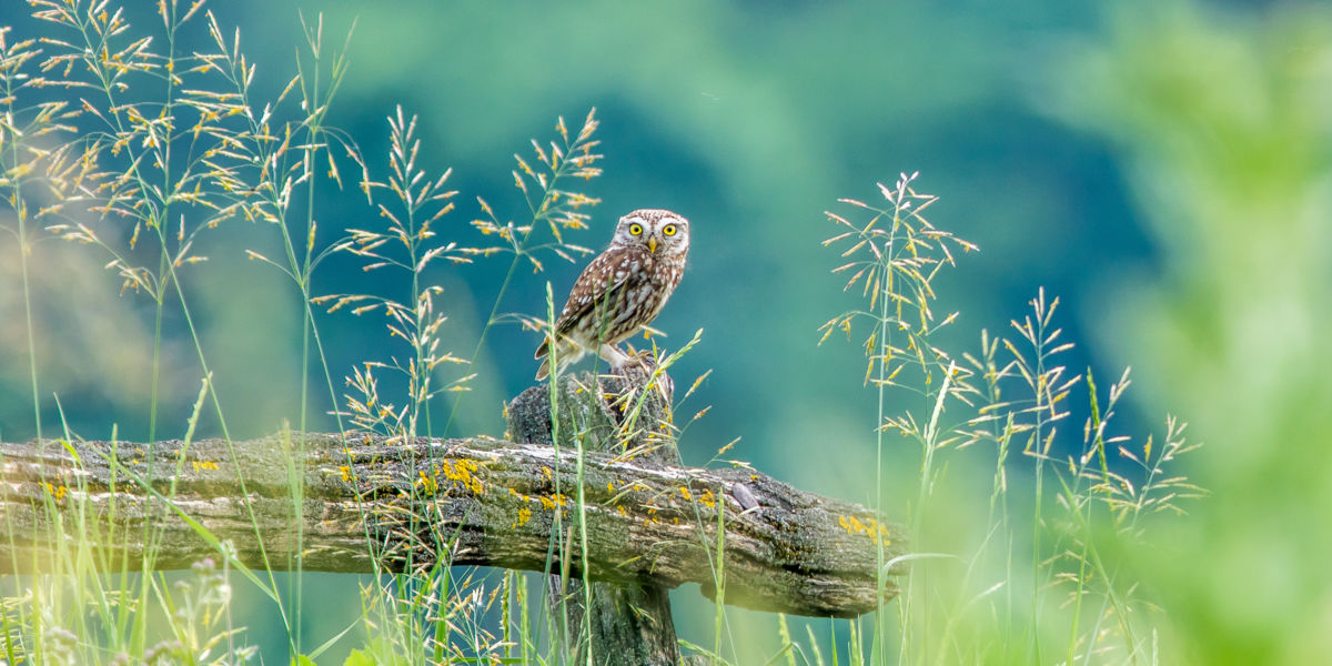 Koncz-Bisztricz Tamás
