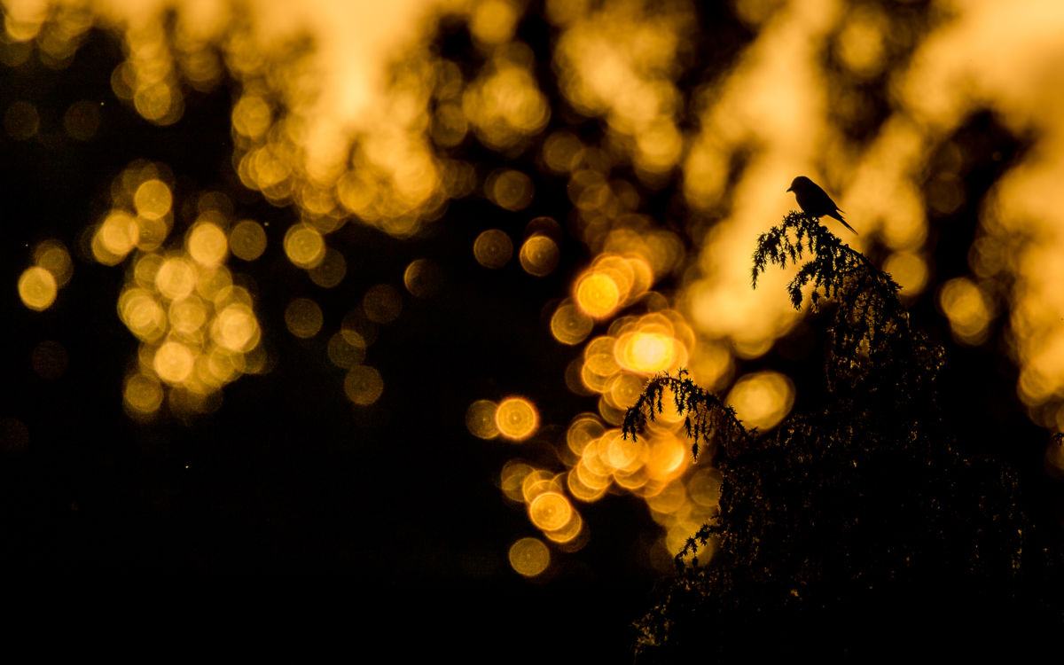 Koncz-Bisztricz Tamás