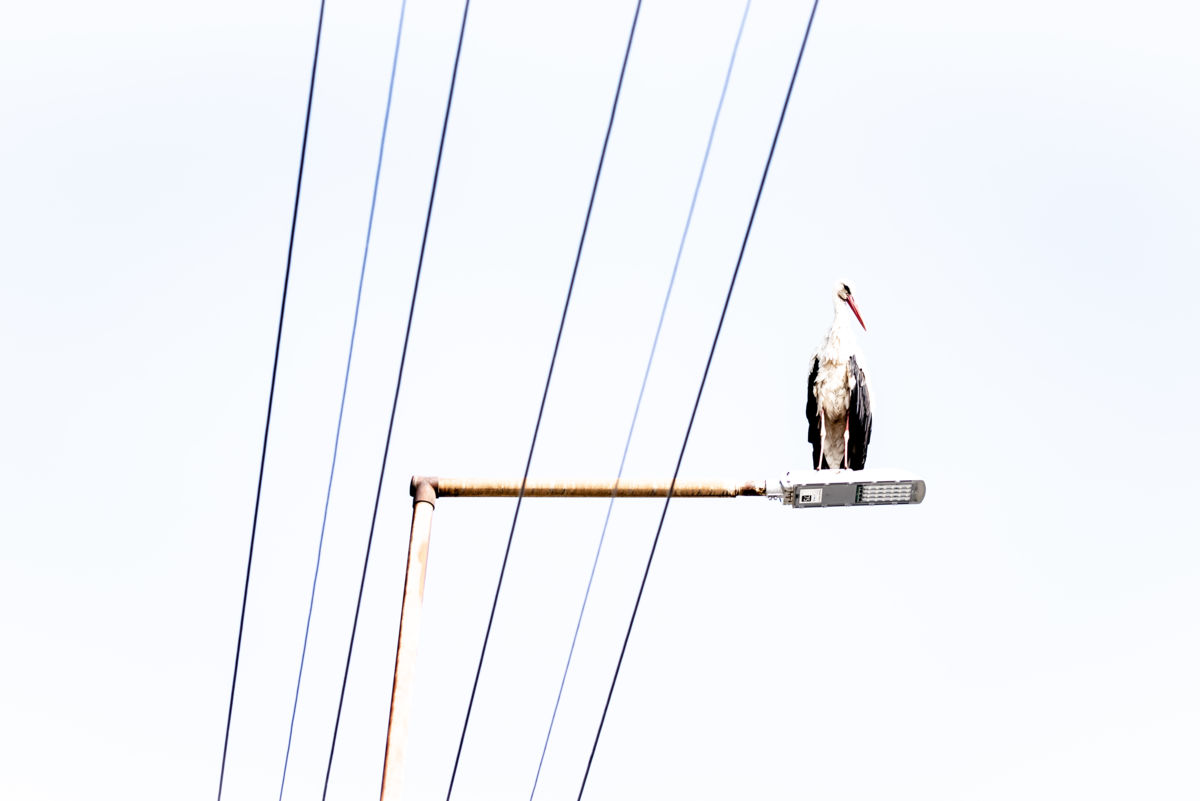 Darányiné Bakos Éva