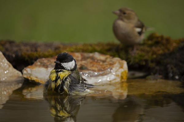 Élet a madáritatónál