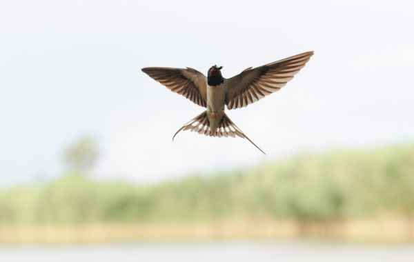 Házhoz szállítás