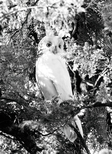 Fehéren, fekete-fehérben