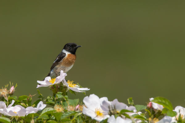 A vadrózsa őrzője