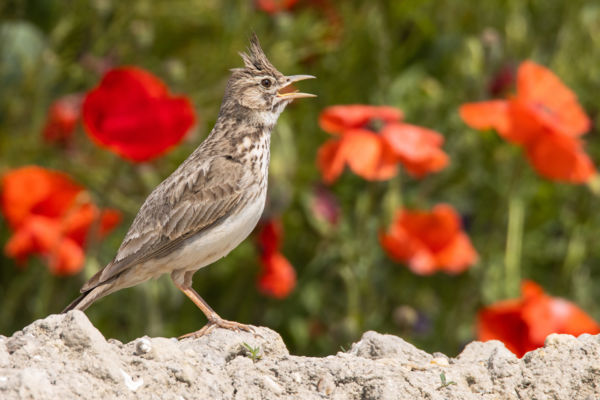 Pipacsok közt szól a nóta...
