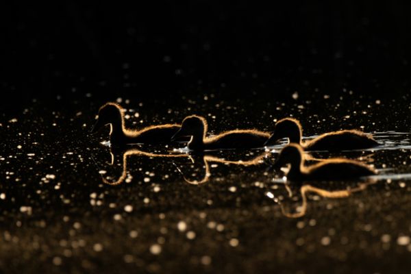 Az aranyóra árnyalatában