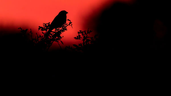 Sordély az utolsó fényekben