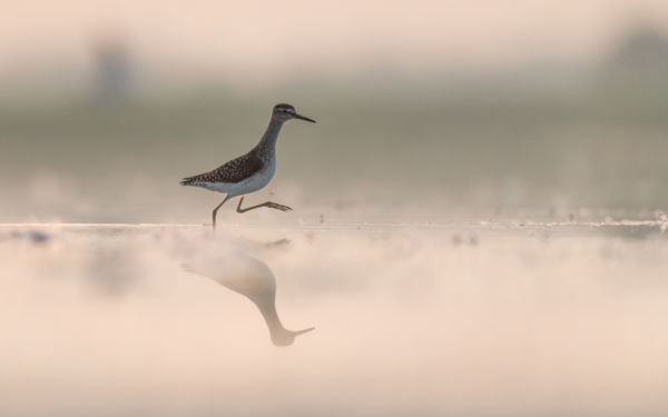 Kengyelfutó gyalogcankó