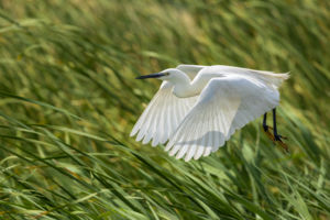 Szárnyalás Szárnyalás