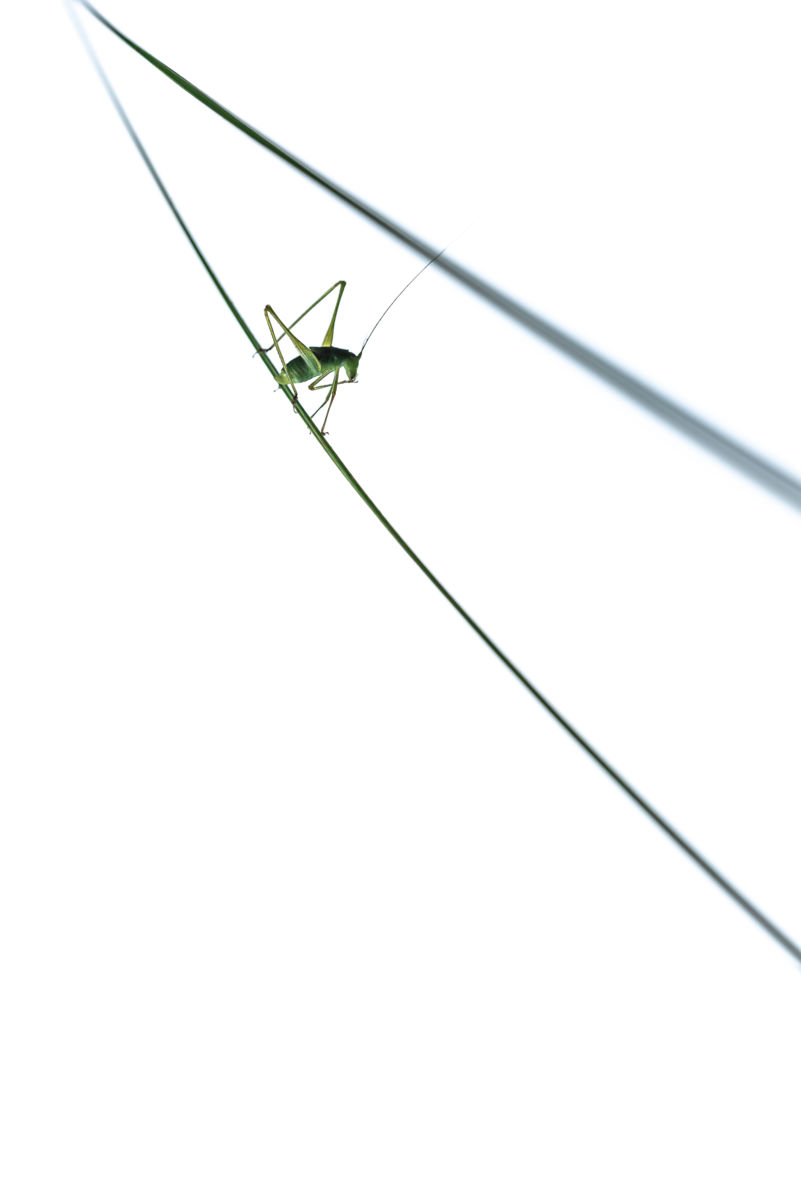 Darányiné Bakos Éva