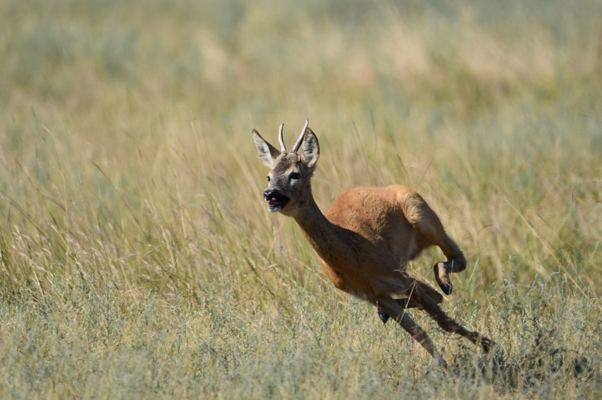 Dr. Rátkainé Kádár Andrea