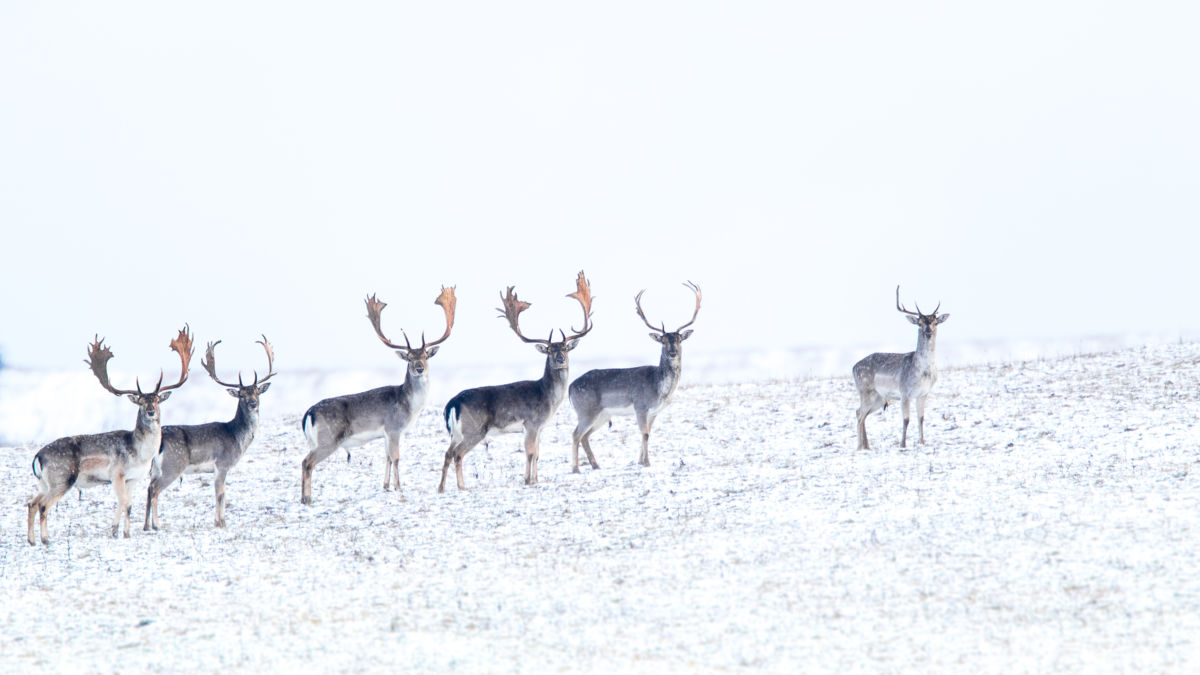 Koncz-Bisztricz Tamás