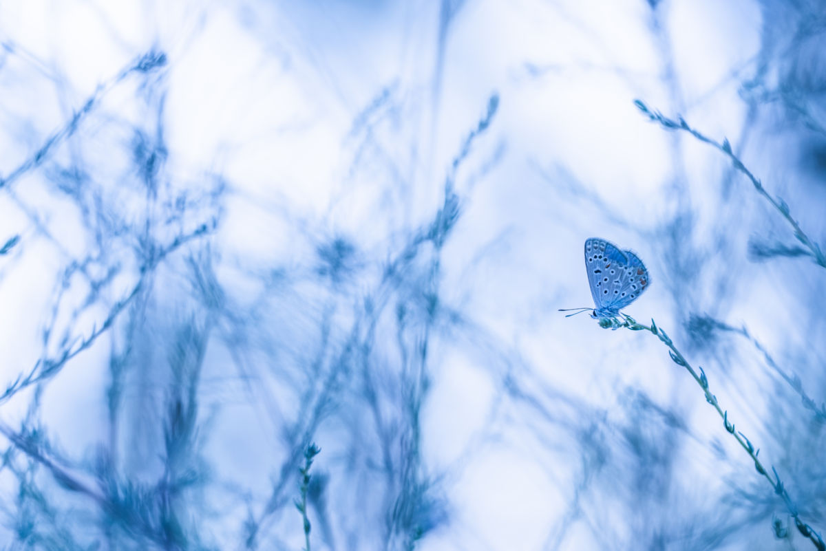 Darányiné Bakos Éva