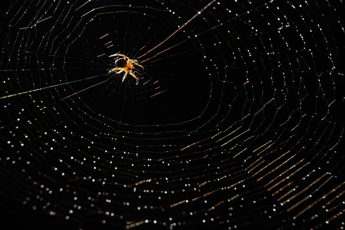 Darányiné Bakos Éva