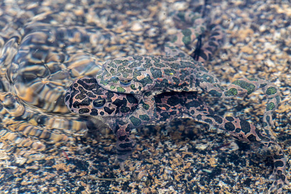 Szerelem életre-halálra