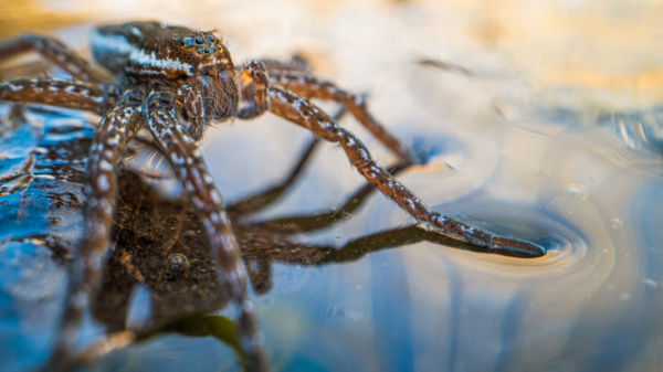 Tapintható feszültség