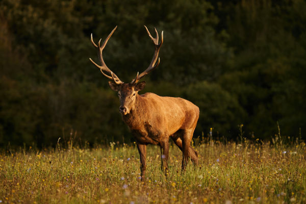 A napfényes király