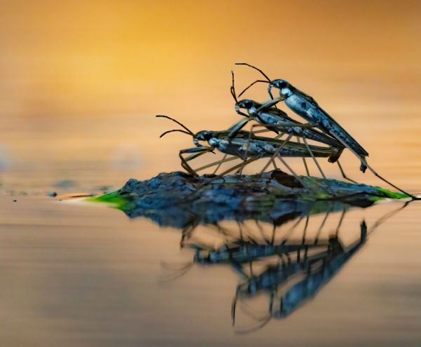 Szerelmi háromszög