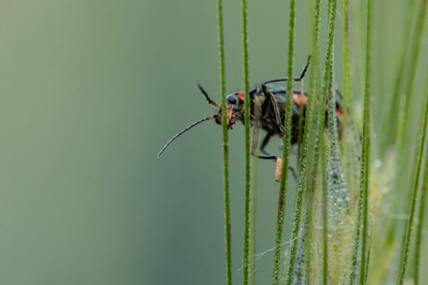 Foltos bibircses bogár