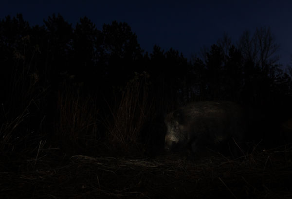 Éjjeli vaddisznó