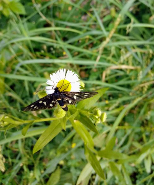 Pihenés a szásszorszépen