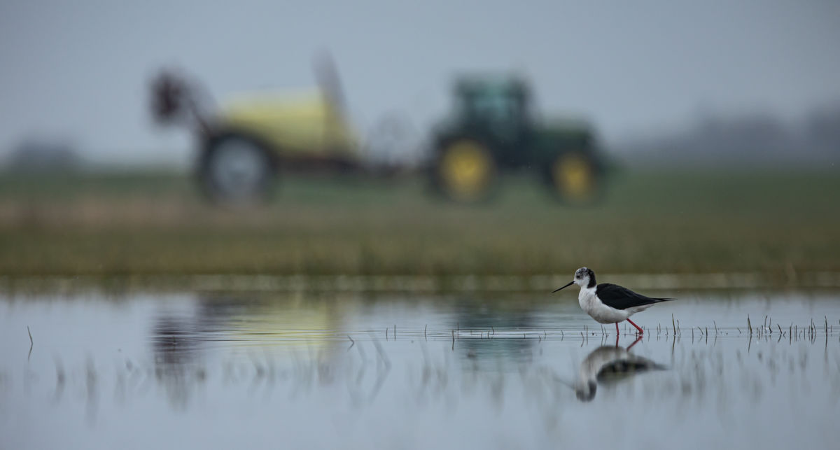 Gyenti-Kálvin Kinga