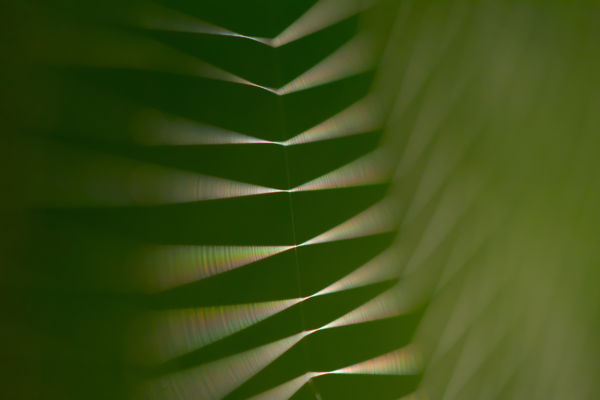 A természet formái