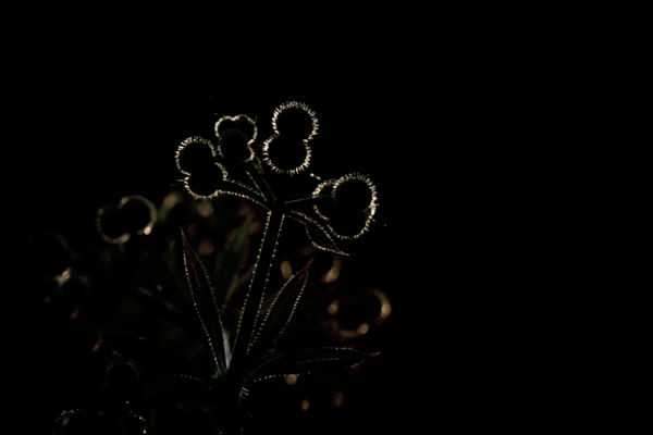 Ragadós galaj napnyugtakor