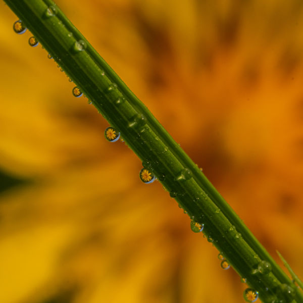 Bakszakáll-máskép(p)