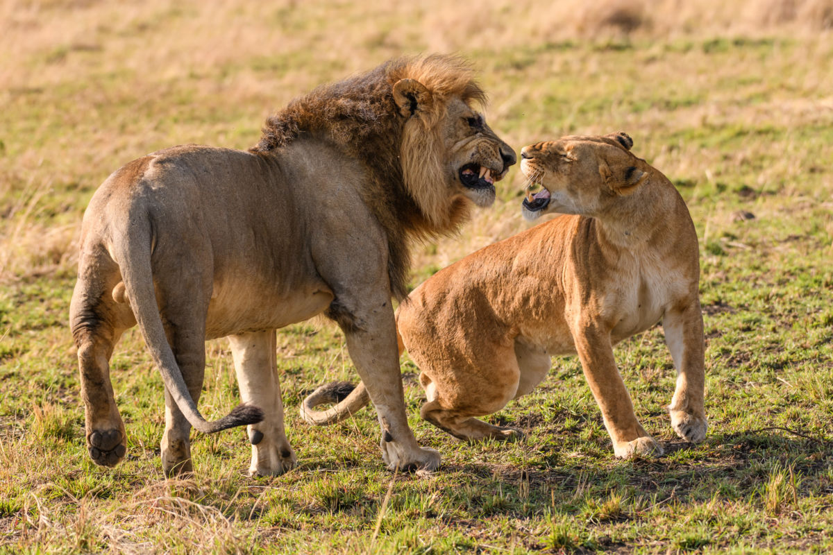 Szakolczai Krisztina