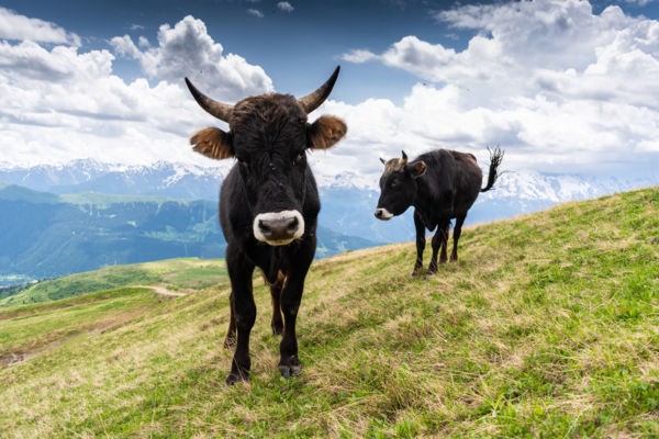 A Kaukázus telepesei