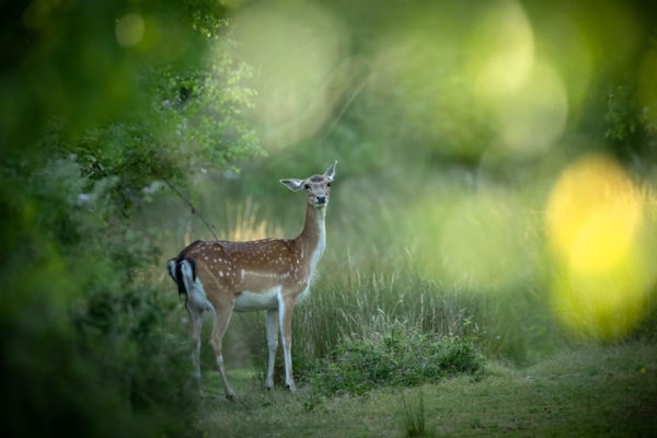 Fülem jobbra szívem balra húz