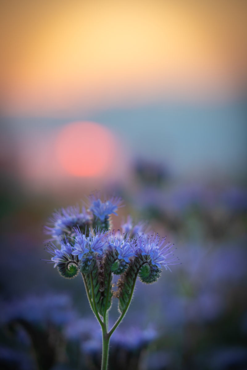 Germán Szilveszter Tibor