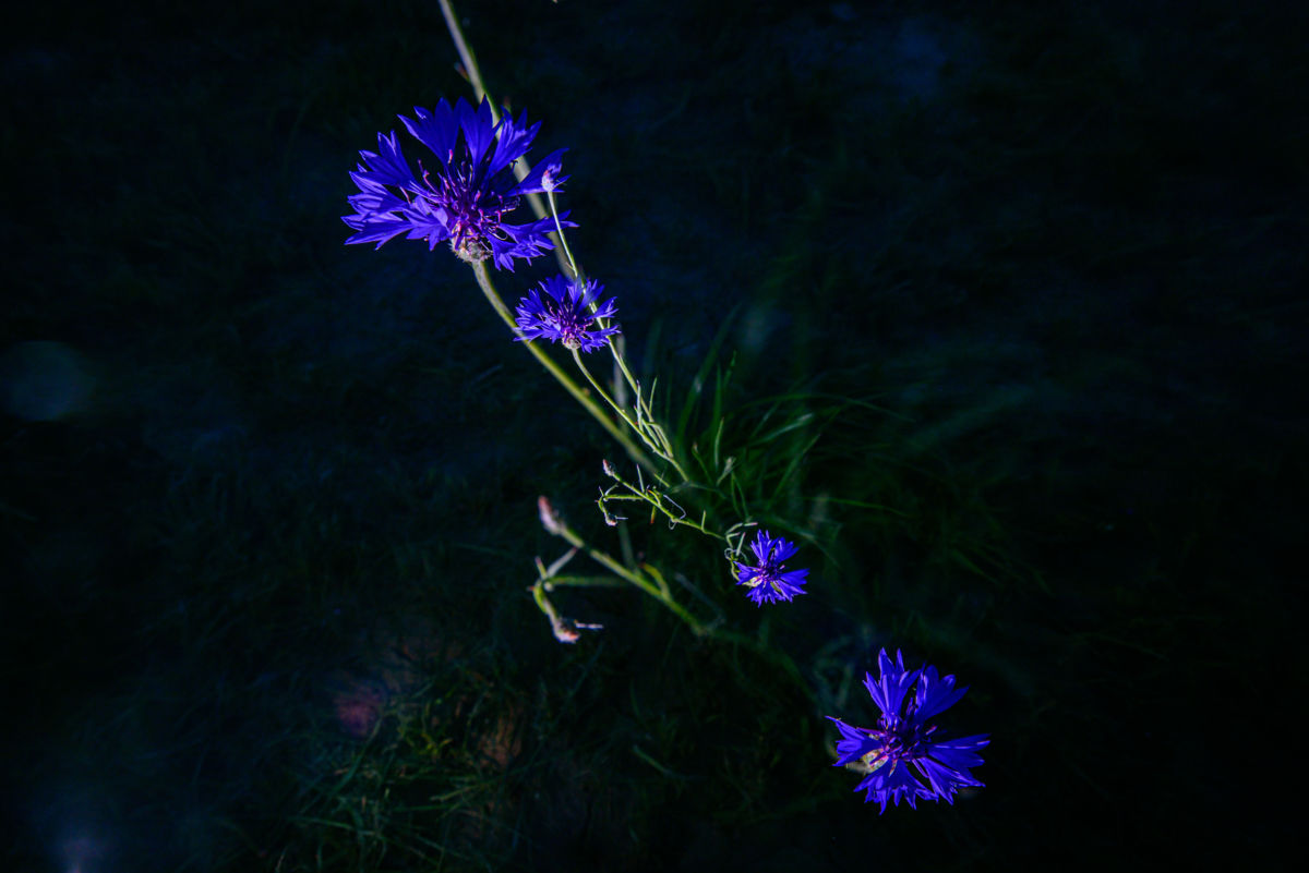 Benke Péter Valentin