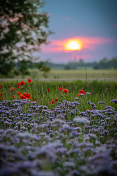 Késő tavasz napnyugtával