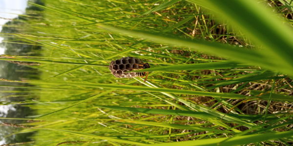 mezei darázsfészek