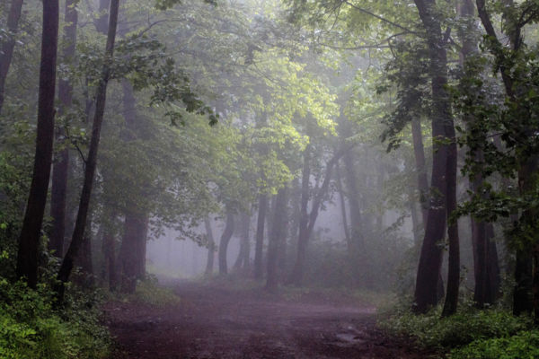 Ködös erdő