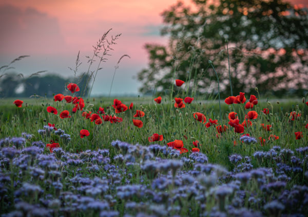 Késő tavasz napnyugtával