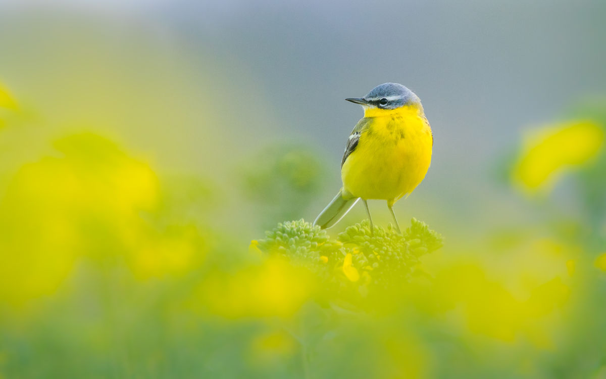 Koncz-Bisztricz Tamás