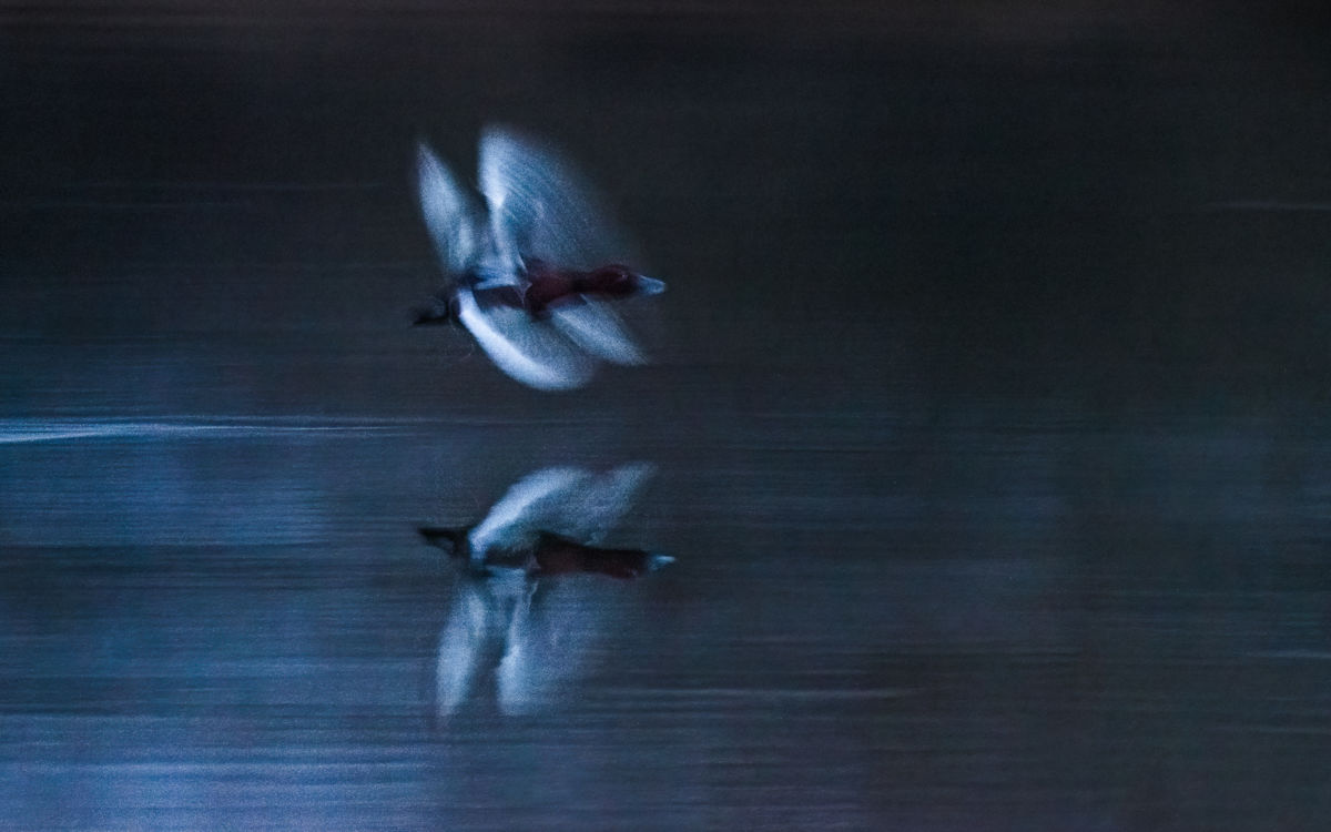 Szakolczai Krisztina