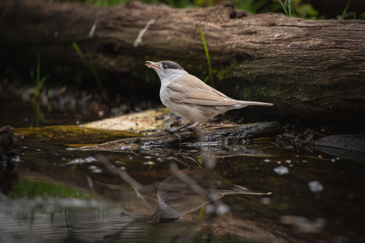 Germán Szilveszter Tibor