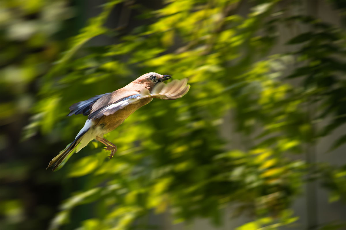 Germán Szilveszter Tibor