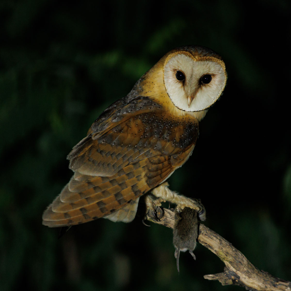 Gyenti-Kálvin Kinga