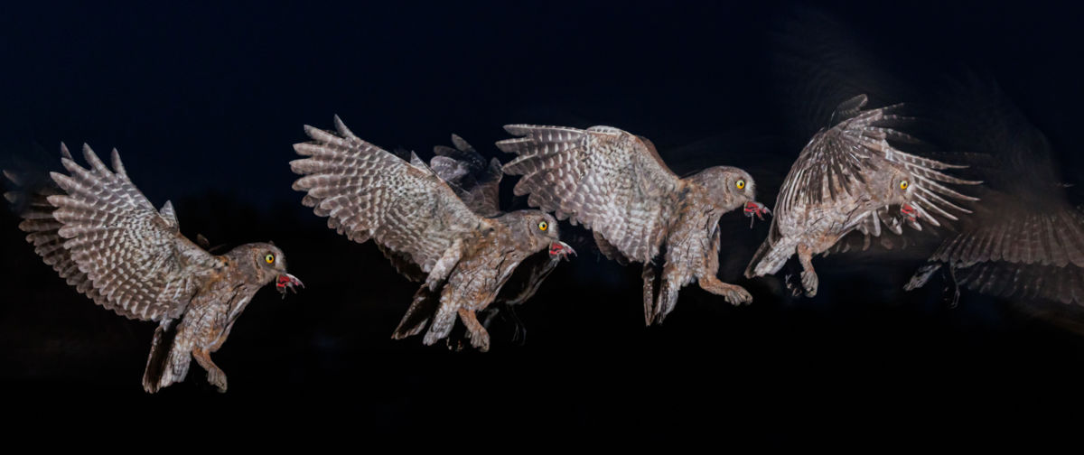 Gyenti-Kálvin Kinga